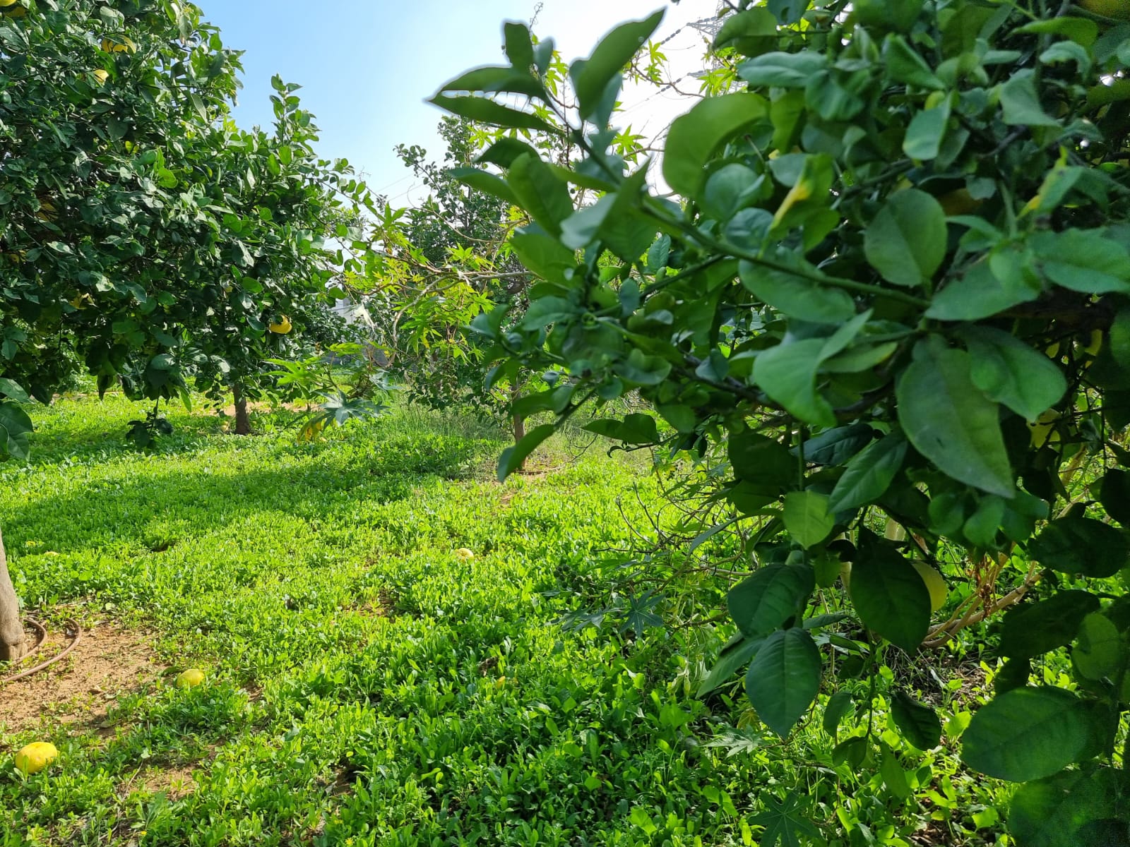 WhatsApp Image 2022-01-08 at 1.29.42 PM (1).jpeg